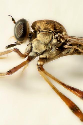 Leptogaster guttiventris